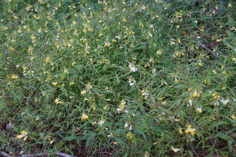 DSC04585.JPG