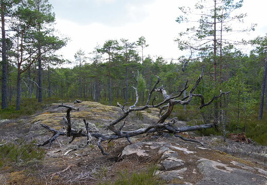 Sävsjön Hike